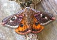 Emperor Moth