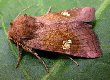 Ear Moth