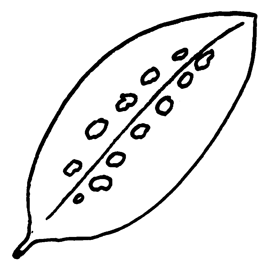 Broad-bordered Bee Hawk-moth larval feeding sign