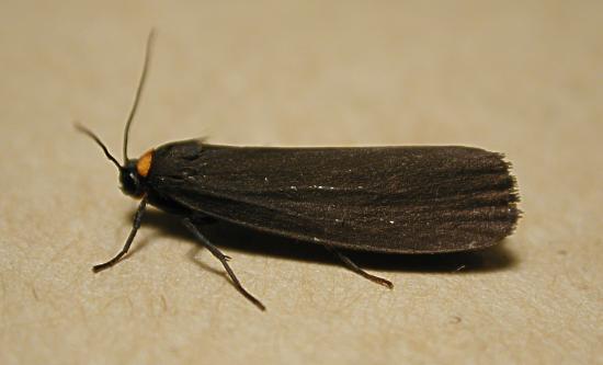Red-necked Footman
