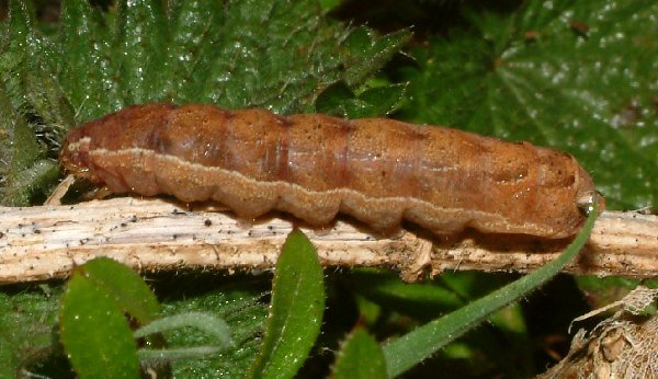 SquarespottedClayLarva.jpg