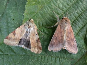 Scarce Bordered Straw and Bordered Straw