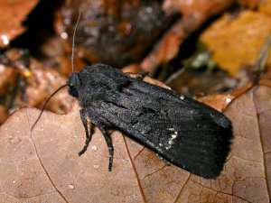 Black Rustic