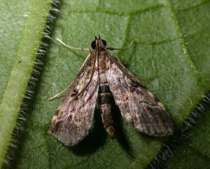 Duponchelia fovealis