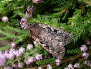 Heath Rustic