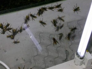 Hornet Trap