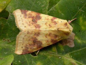 Sallow