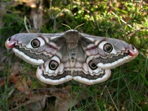Emperor Moth