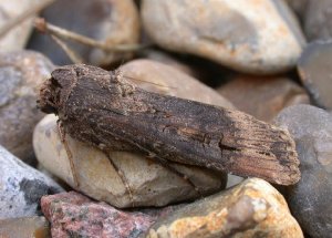 Dark Sword-grass