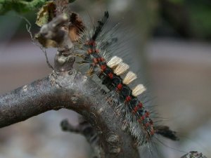 Vapourer larva