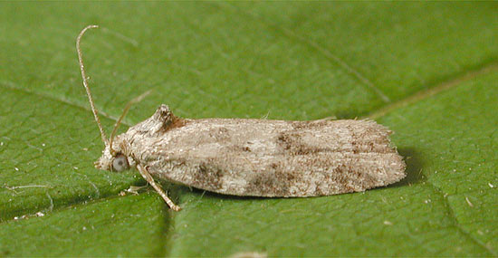 Cnephasia genitalana