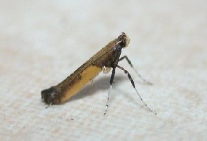 adult Caloptilia azaleella
