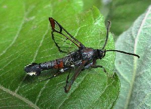 Red-tipped Clearwing