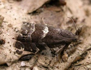 Cydia coniferana