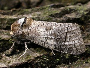 Goat Moth