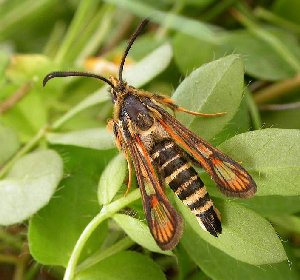 Six-belted Clearwing