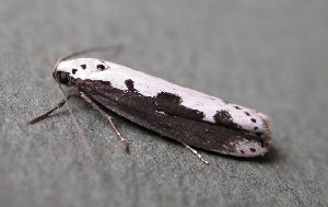 Ethmia bipunctella