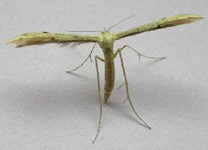 Euleioptilus carphofactyla