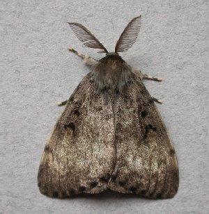 Gypsy Moth