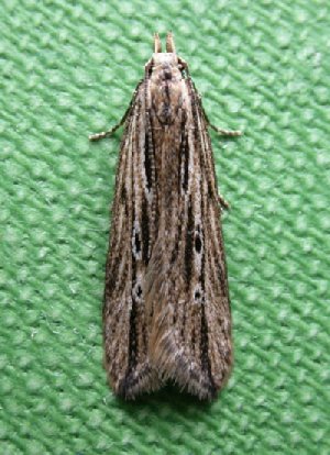 Monochroa palustrella