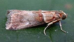 Conobathra tumidana