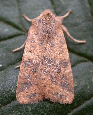 Dusky-lemon Sallow