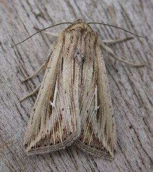 L-album Wainscot