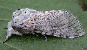 Puss Moth