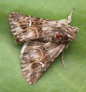Toadflax Brocade