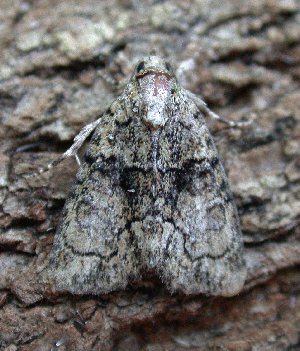 Tree-lichen Beauty