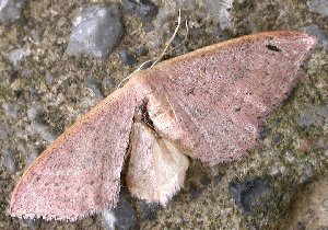 Idaea eugeniata
