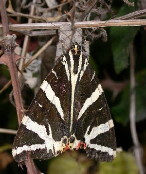 Jersey Tiger