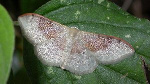 Portland Riband Wave