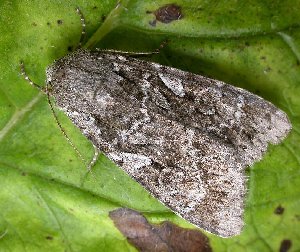 Great Brocade