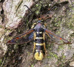 Yellow-legged Clearwing