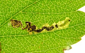 Ectoedemia atricollis