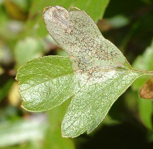 Phyllonorycter corylifoliella