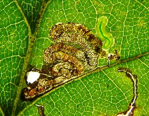 Stigmella viscerella