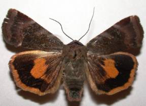 Lesser Broad-bordered Yellow Underwing