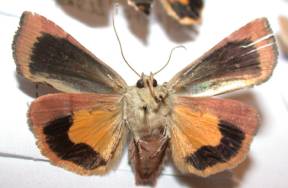 Lesser Broad-bordered Yellow Underwing
