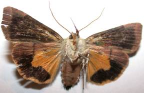 Langmaid's Yellow Undeerwing