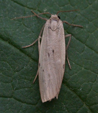 Dotted Footman