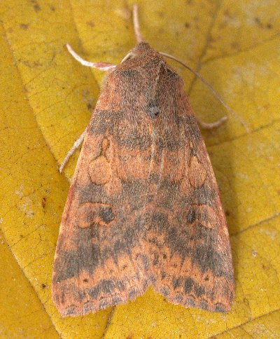 Dusky-lemon Sallow