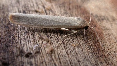 Pigmy Footman