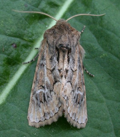 Sandhill Rustic