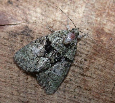 Tree-lichen Beauty
