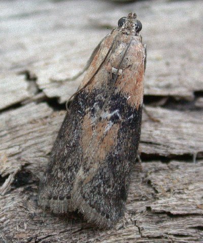 Sciota adelphella