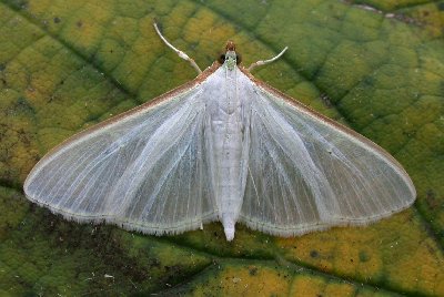 Palpita vitrealis