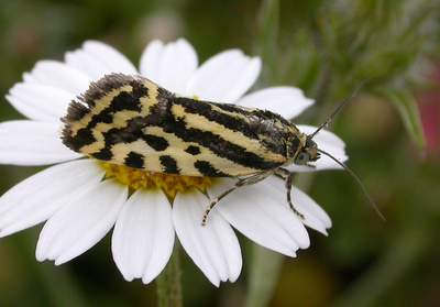 Spotted Sulphur