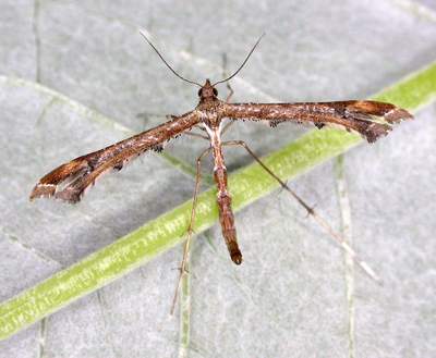 Amblyptilia acanthadactyla